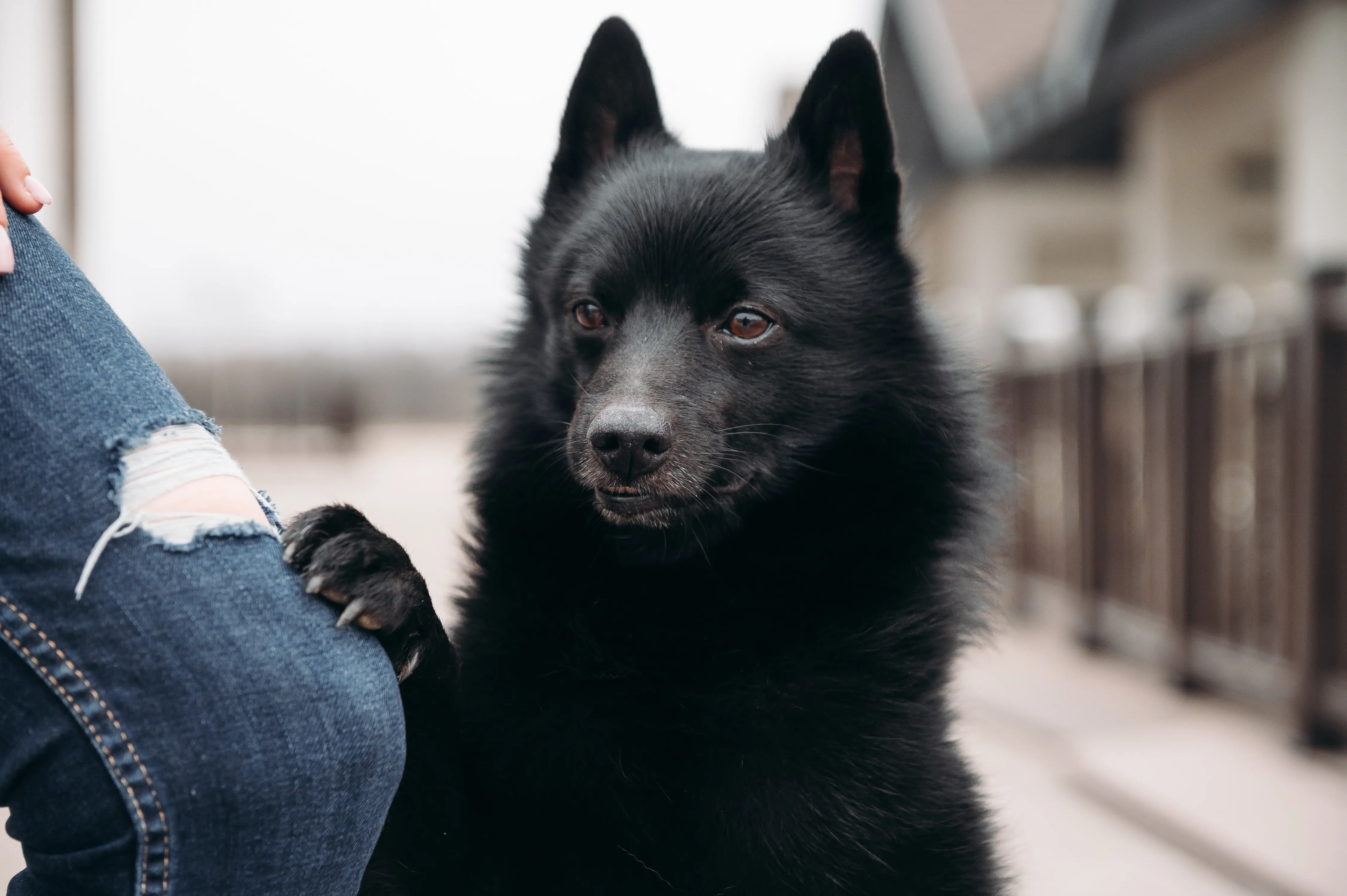 Schipperke med hundägare