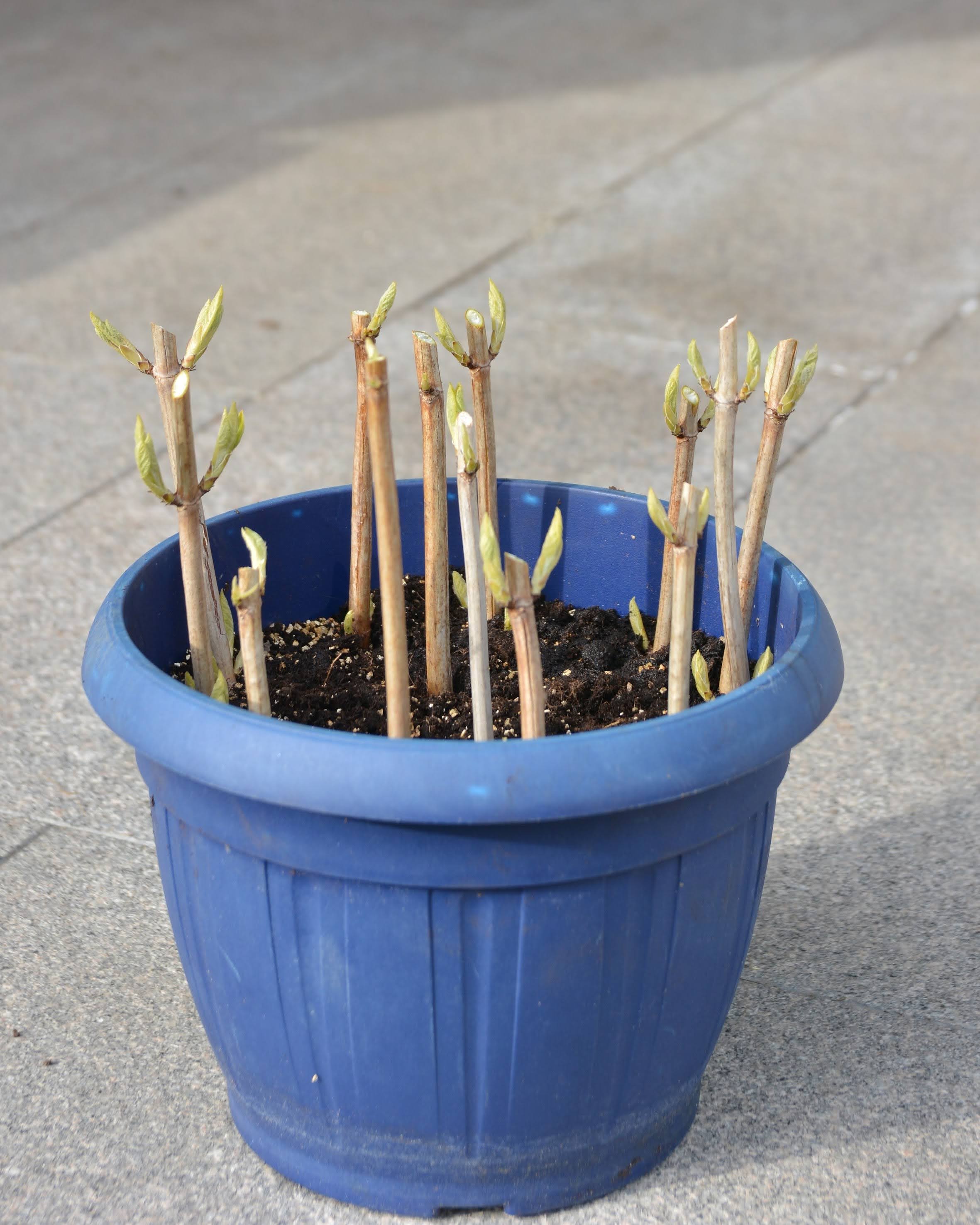 Sticklingar av hortensia Annabelle