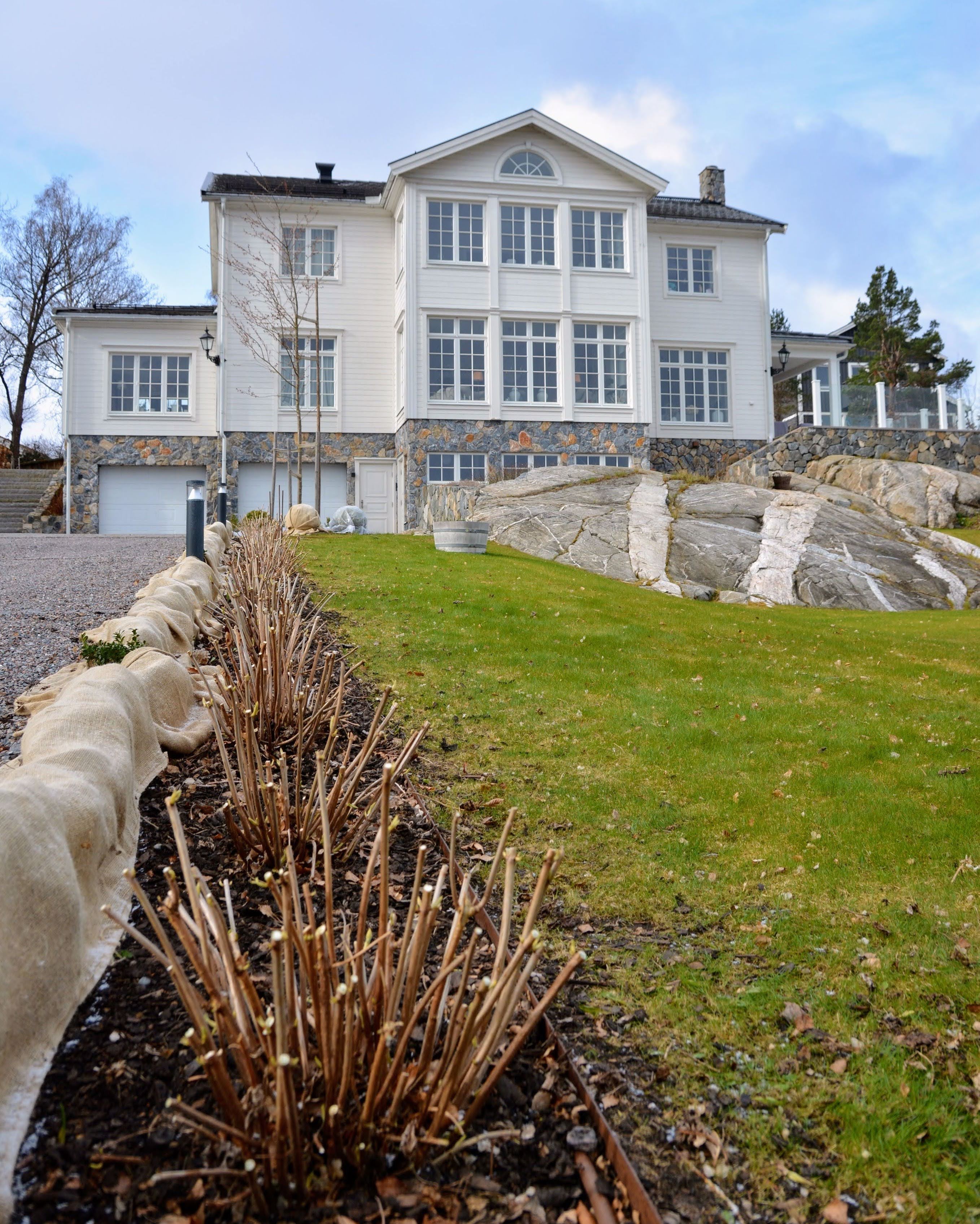 Hortensia Annabelle efter beskärning